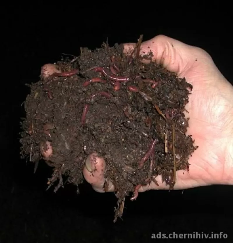 родам маточное поголовье красного калифорнийского червя